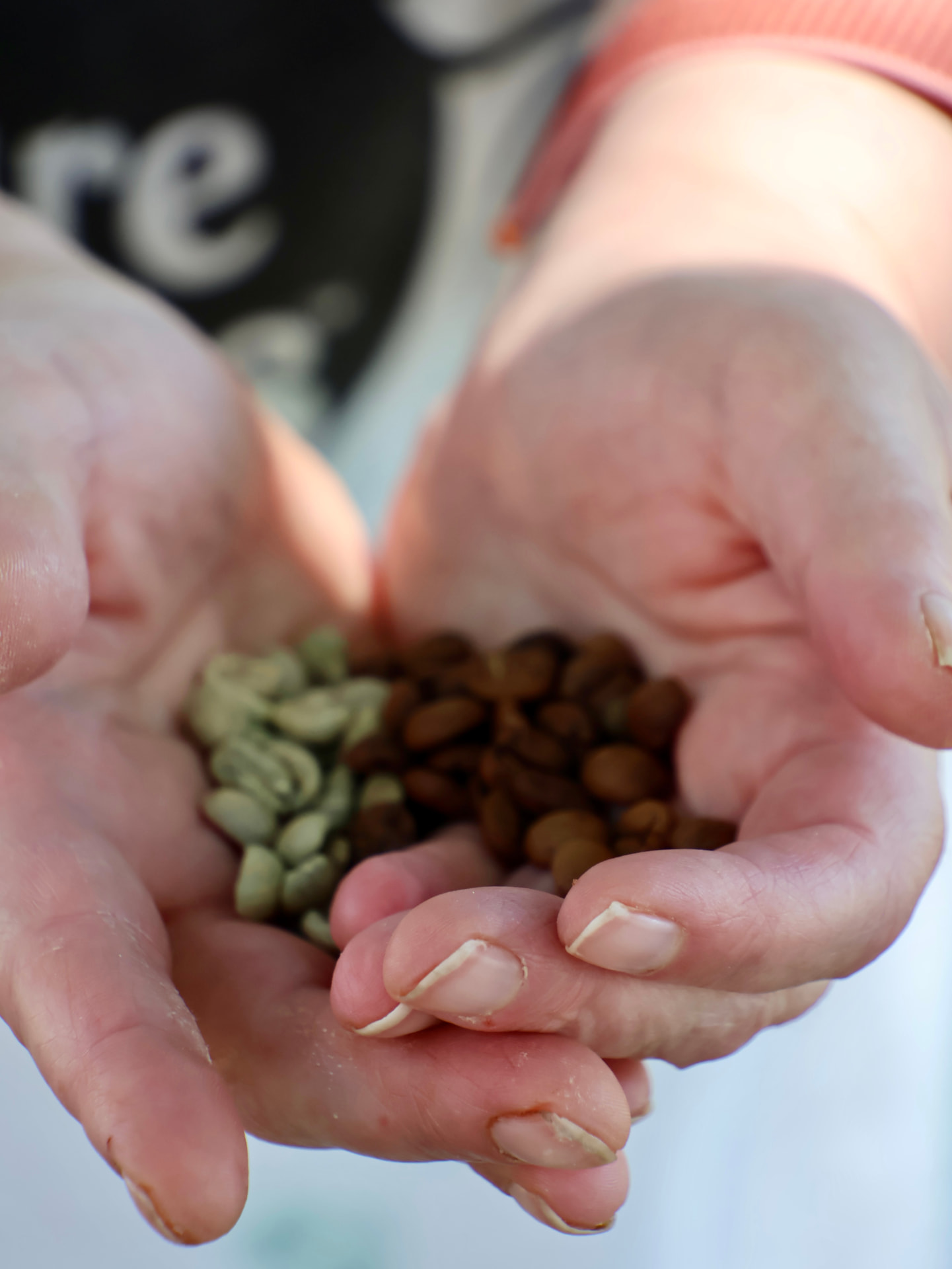 Hands holding green and roasted coffee beans side by side